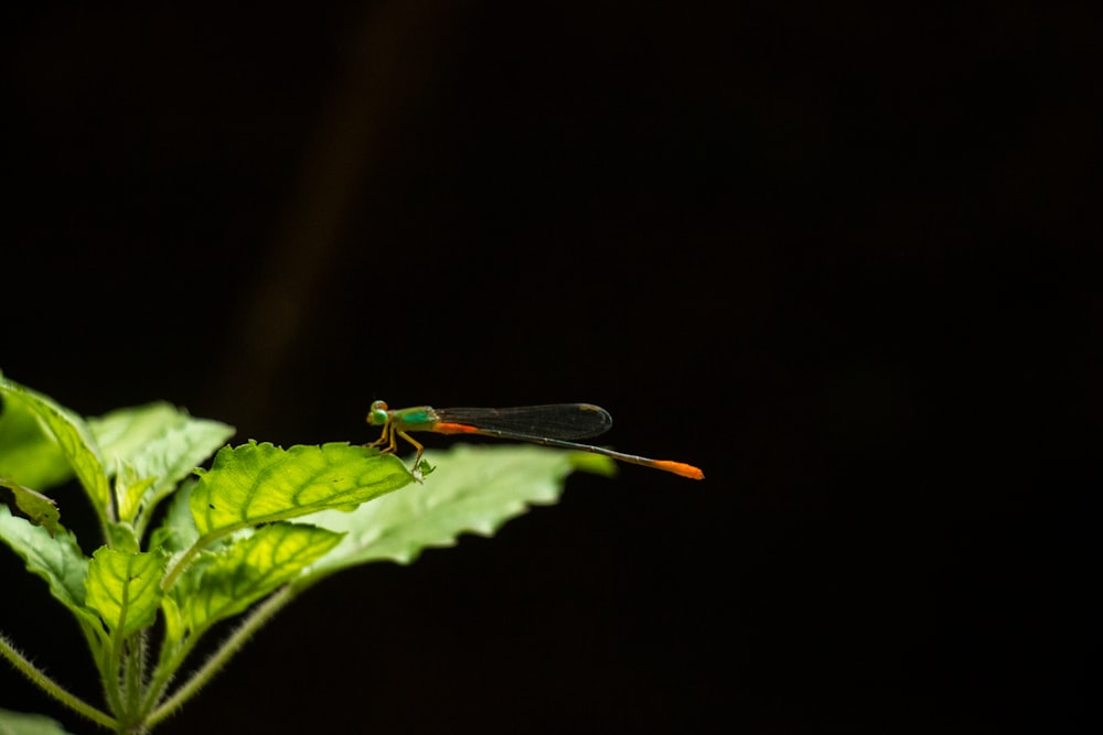 green dragonfly