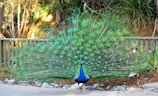 A majestic peacock displaying its colorful feathers.