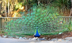A majestic peacock displaying its colorful feathers.