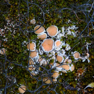 Close-up of vibrant mushroom clusters growing alongside glass fermenters filled with bubbling brew.