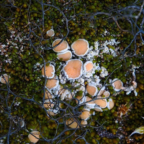 Close-up of fungal networks spreading through moist soil beneath a garden bed.
