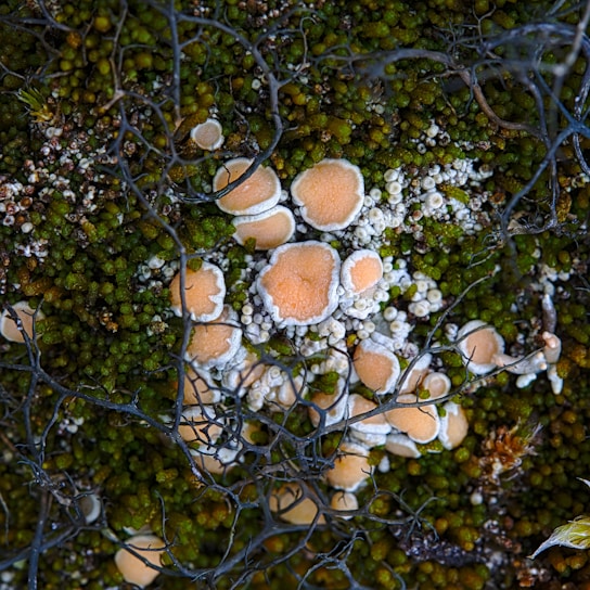 Close-up of vibrant orange Cordyceps militaris mushrooms growing on natural substrate.
