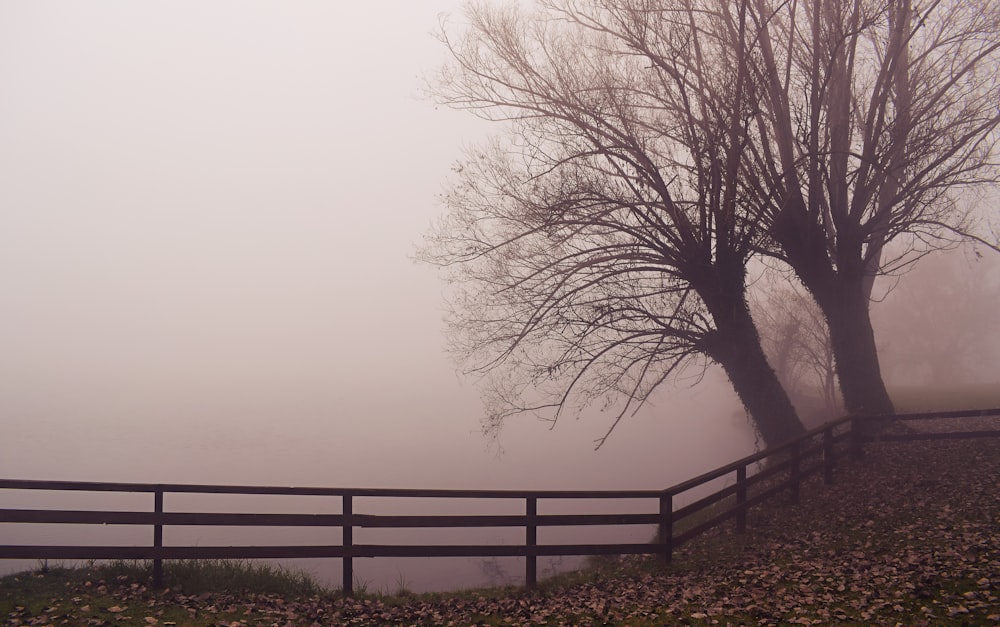 trees near fence surrounded by fogs