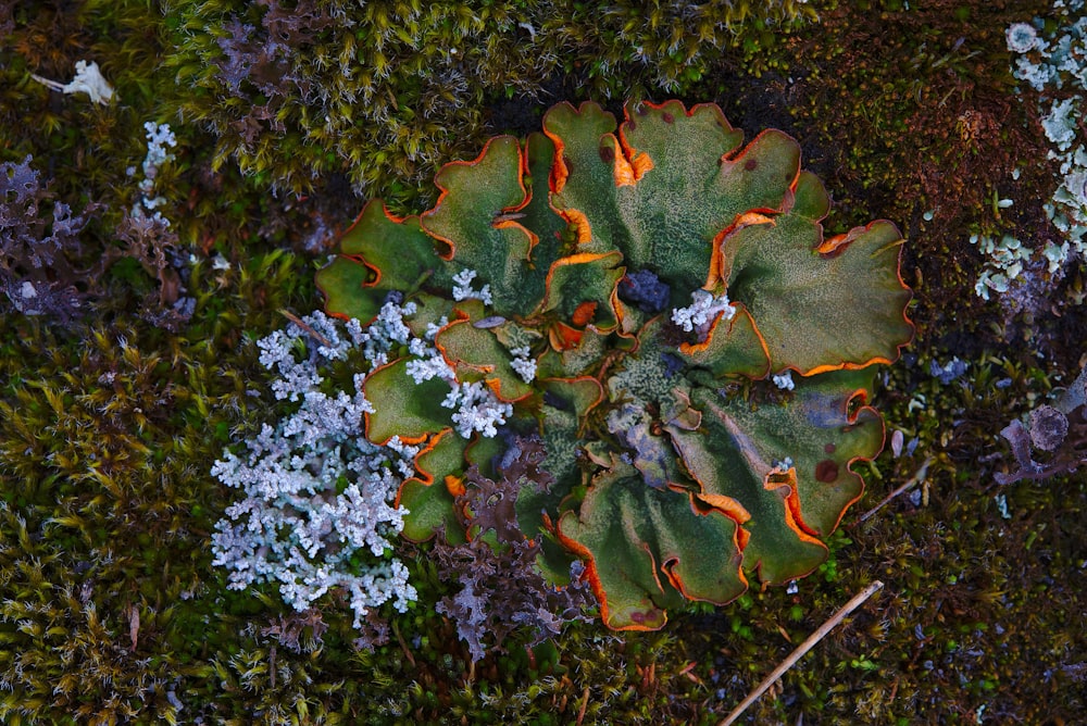 fotografia de alto ângulo de flor de pétalas verdes e brancas