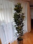 A tall, leafy indoor plant is placed in a decorative woven pot, situated next to a window covered with sheer white curtains. The plant's leaves are green and the floor appears to be made of wooden panels.