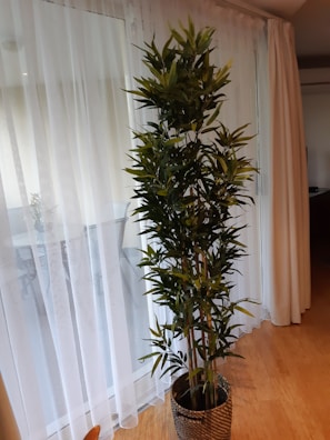 A tall, leafy indoor plant is placed in a decorative woven pot, situated next to a window covered with sheer white curtains. The plant's leaves are green and the floor appears to be made of wooden panels.
