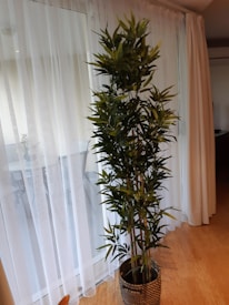 A tall, leafy indoor plant is placed in a decorative woven pot, situated next to a window covered with sheer white curtains. The plant's leaves are green and the floor appears to be made of wooden panels.