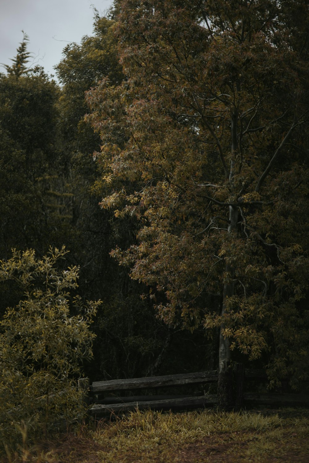 arbres à feuilles vertes