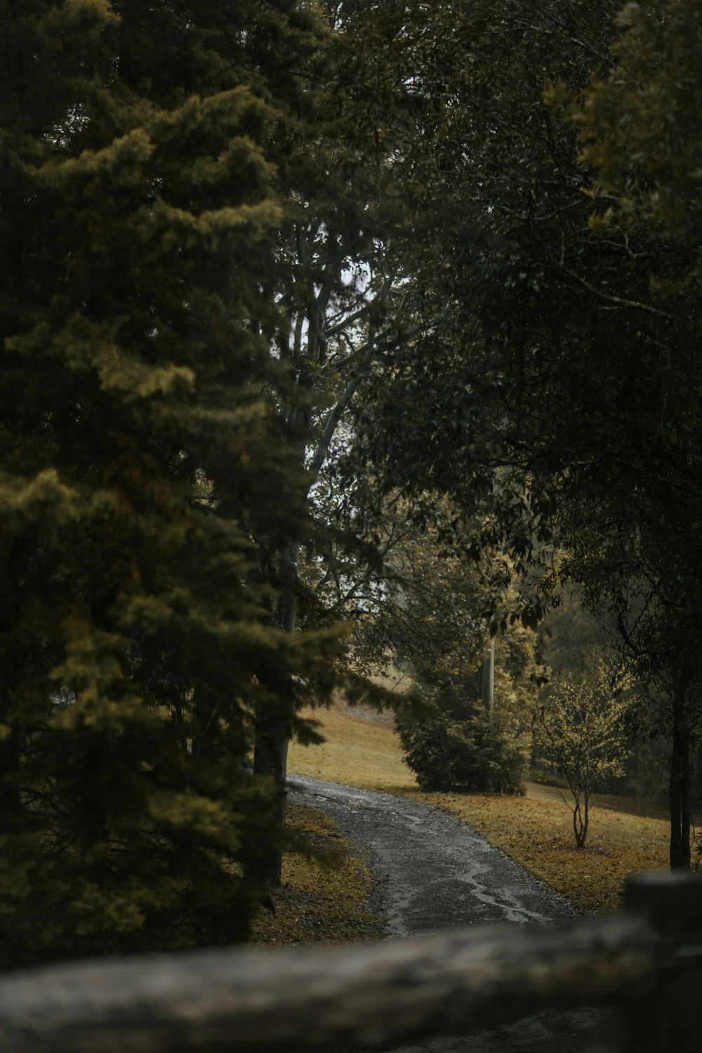 gray concrete road in middle of trees during daytime