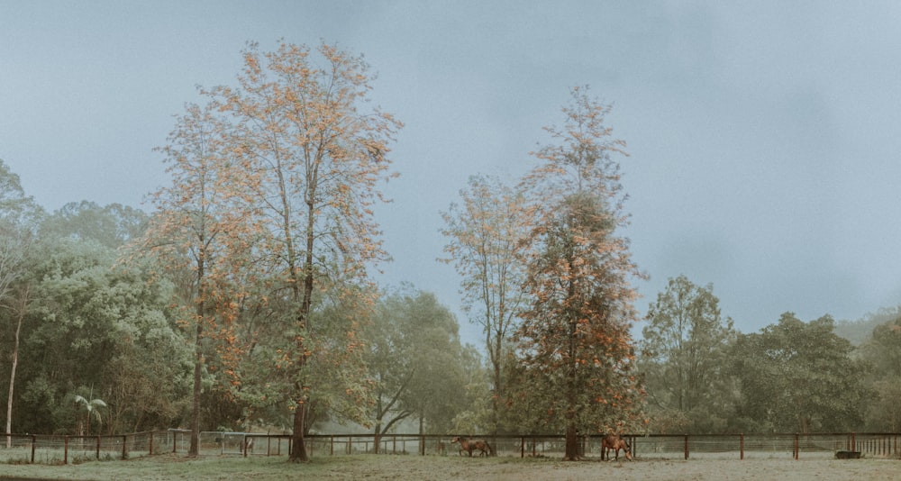 park filled with trees