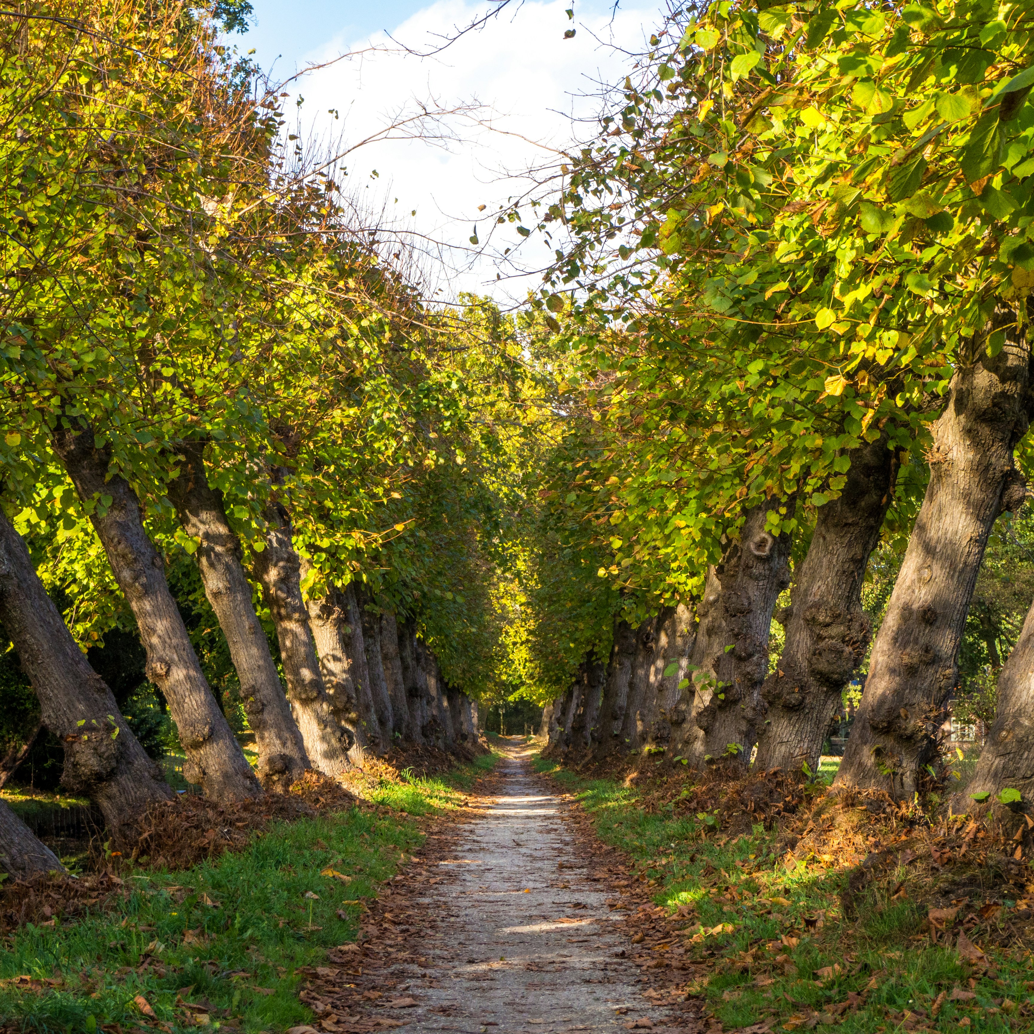gray walkway beside trees