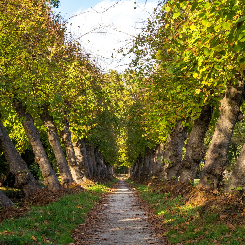 gray walkway beside trees