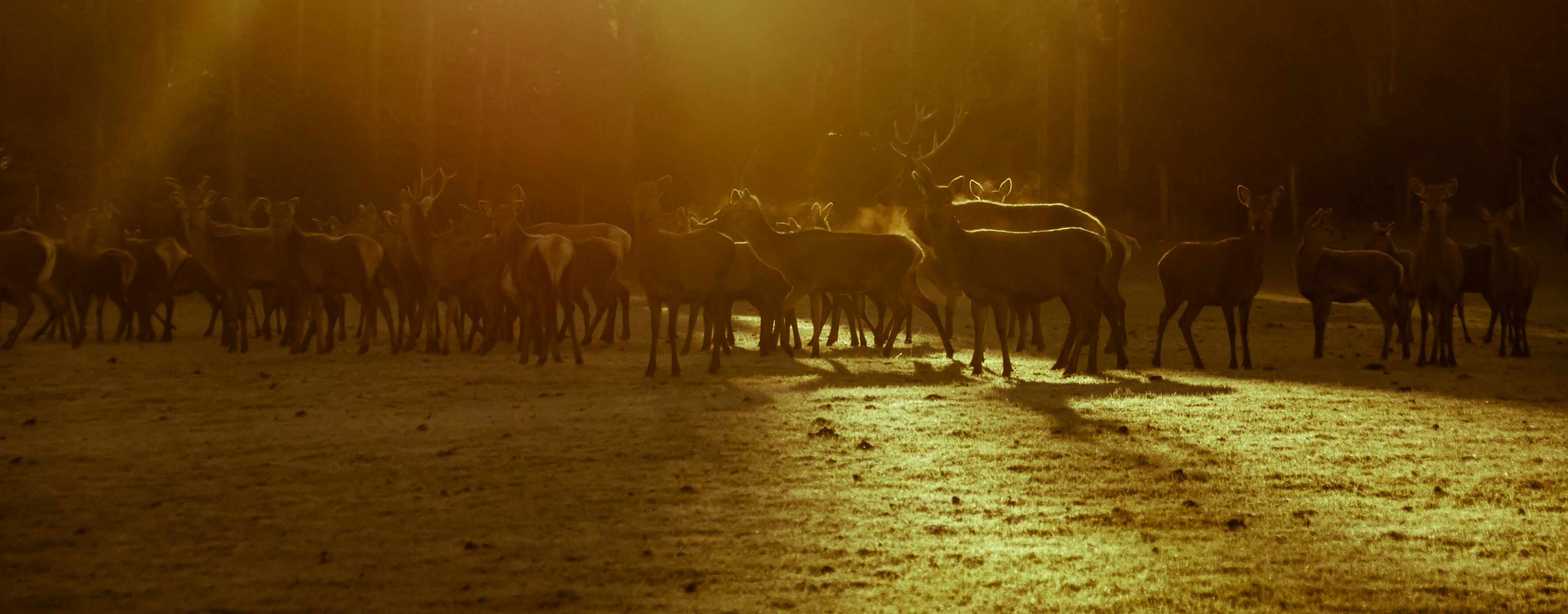 herd of deer