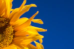 close-up photography of yellow sunflower