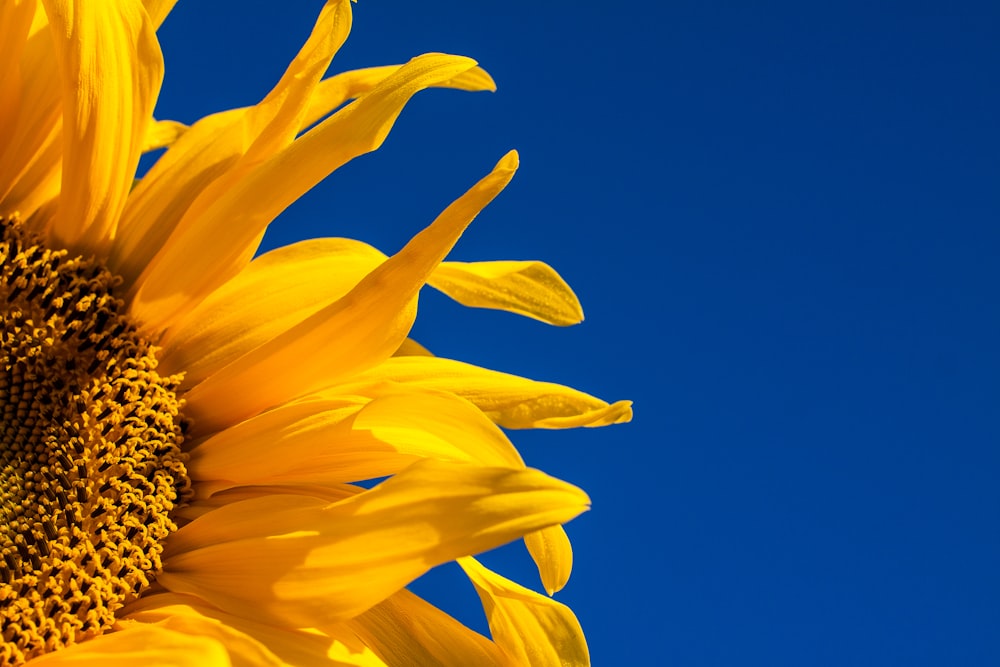 Fotografía de primer plano de girasol amarillo