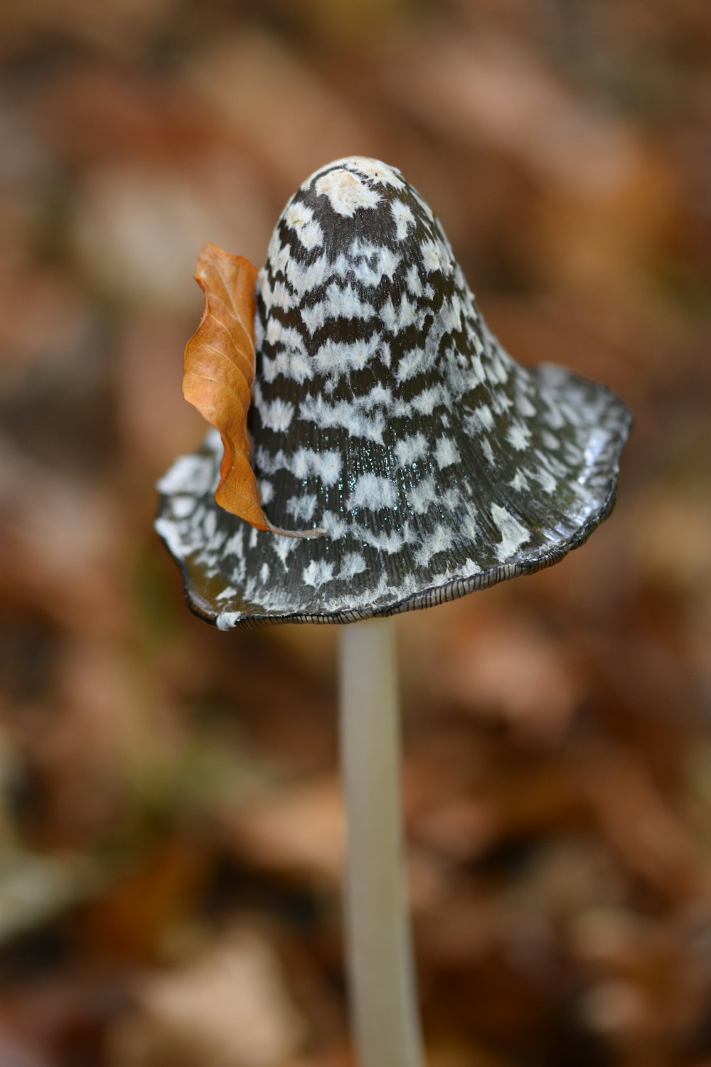 brown and black mushroom