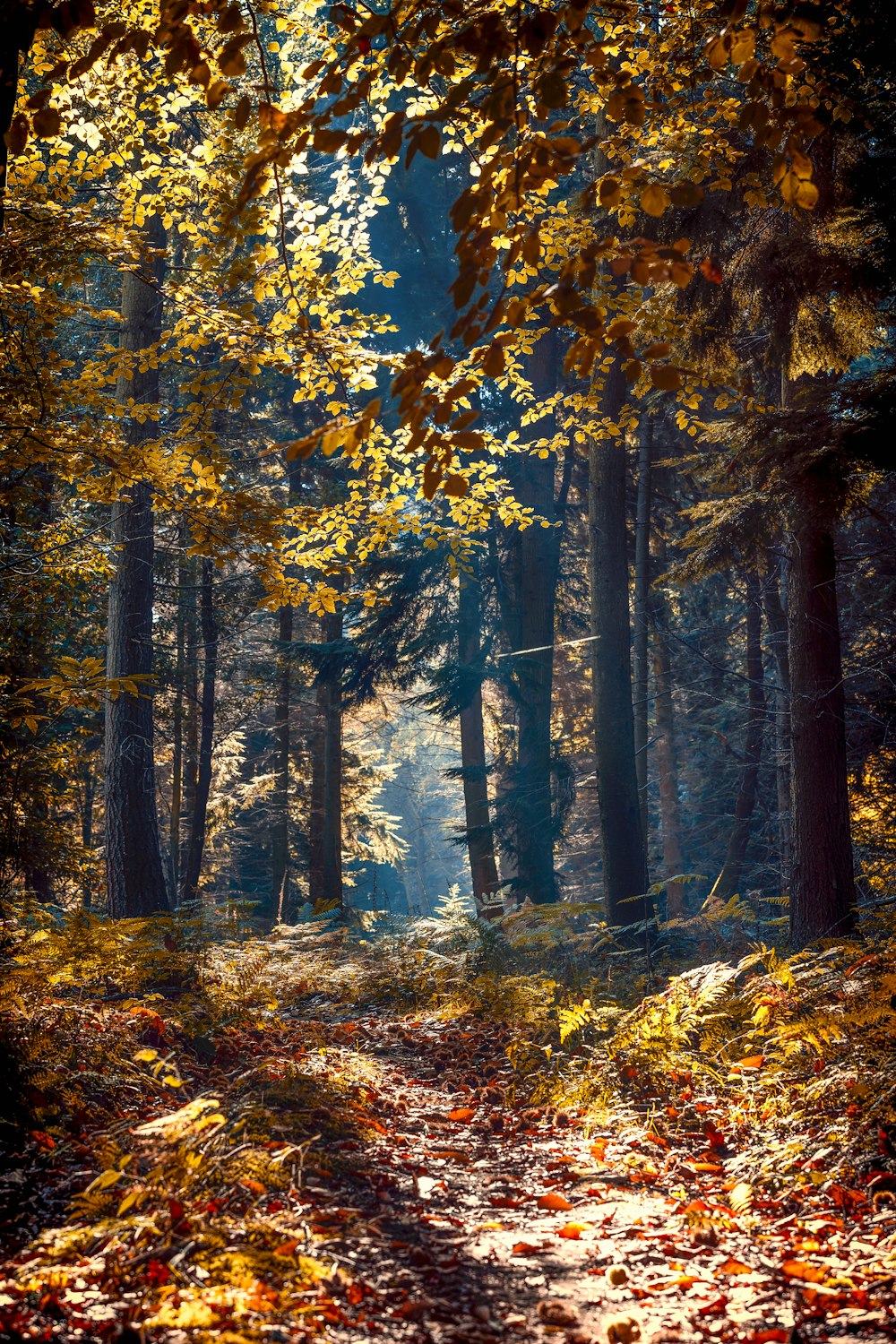 brown and green trees during daytime