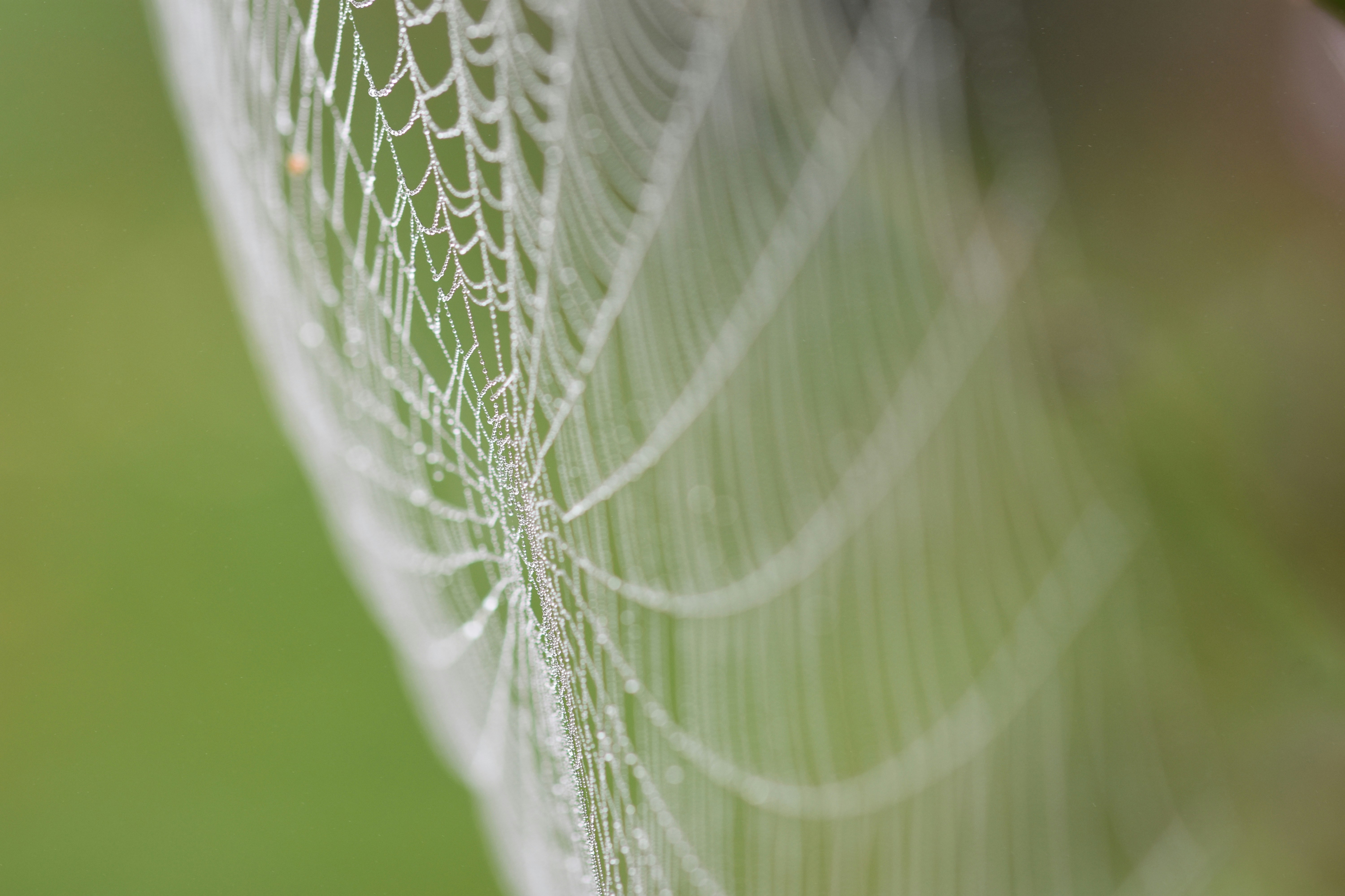micro photography of white web