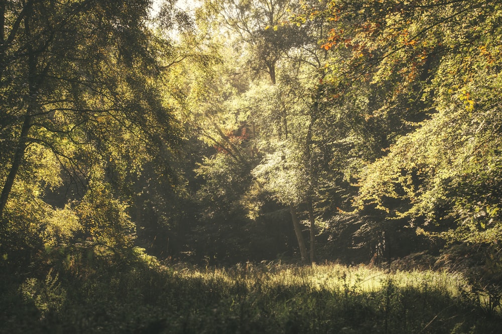 green-leafed trees during daytime