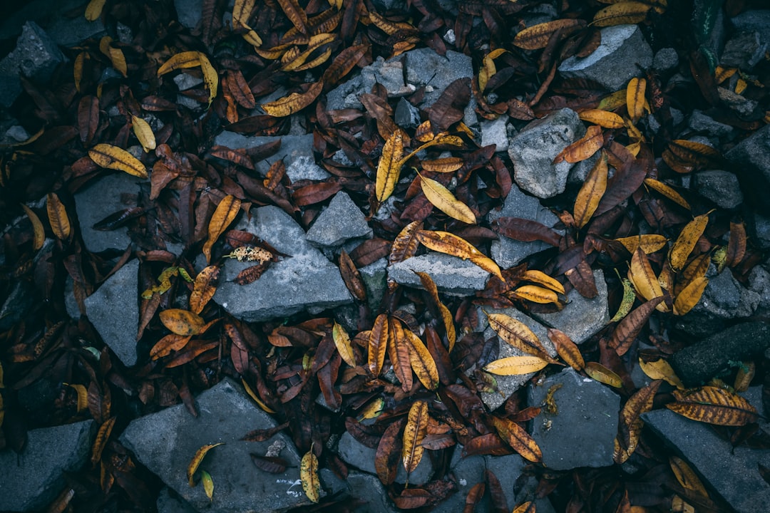 orange leaf on gray stone