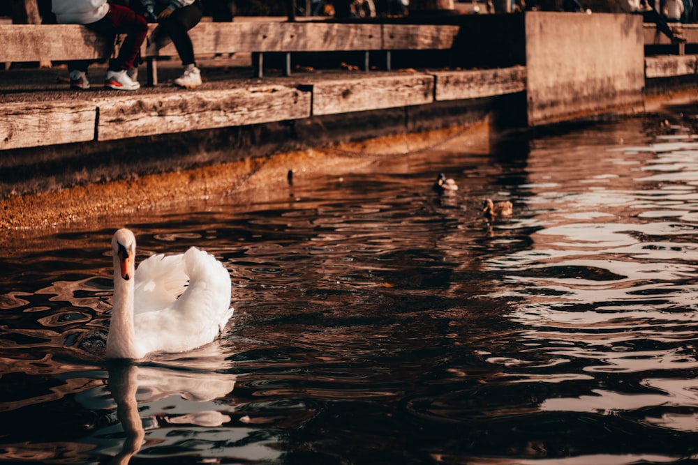 white duck at water