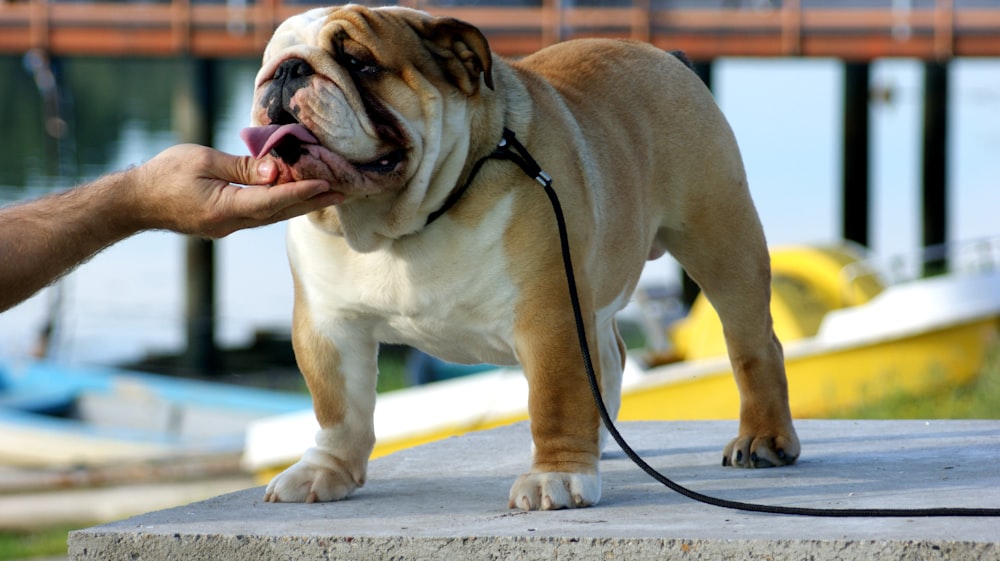 adult short-coated tan dog standing on gray surface