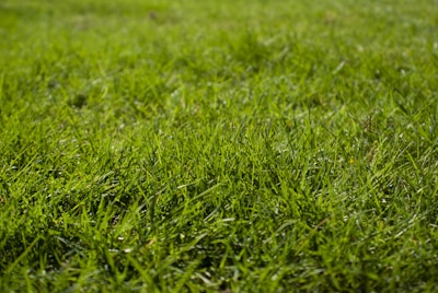 macro photography of green grass ground