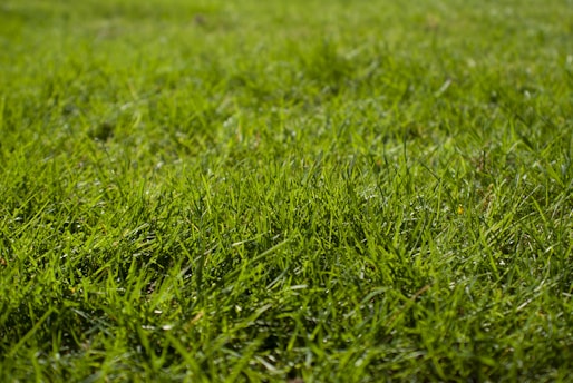 macro photography of green grass ground