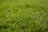 macro photography of green grass ground