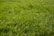 macro photography of green grass ground