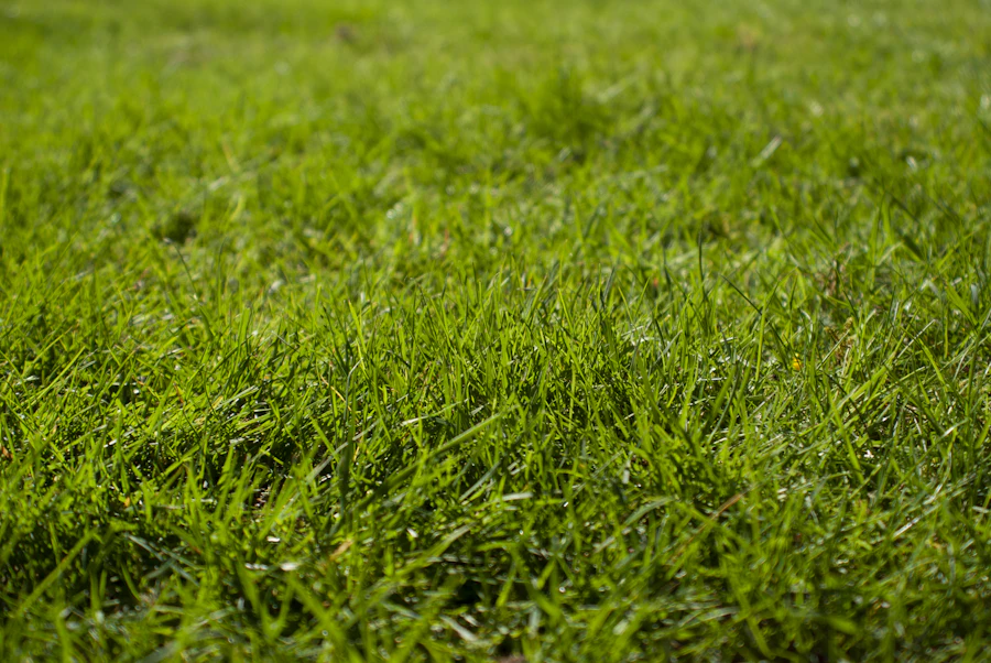 Close-up of grass and soil