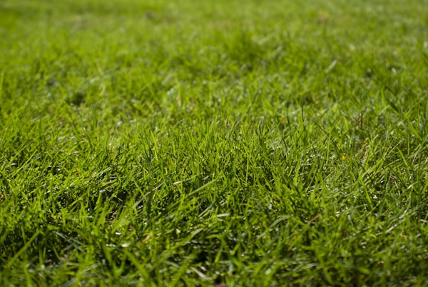 Zoysia Grass Makeover: Harnessing the Magic of Organic Fertilizers