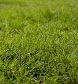 macro photography of green grass ground