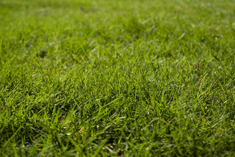 緑の芝生の地面のマクロ撮影