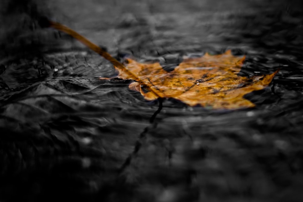 brown maple leaf on water