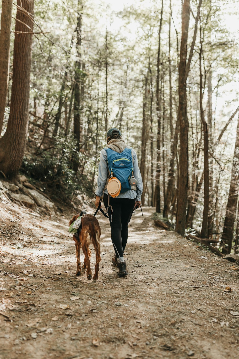 person walking in forest