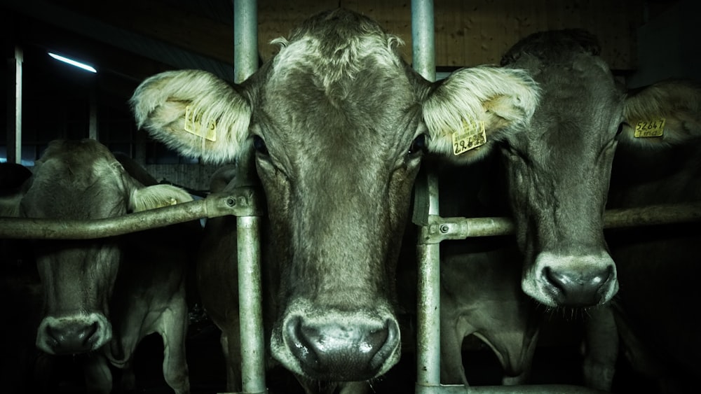 three black water buffalo inside cage