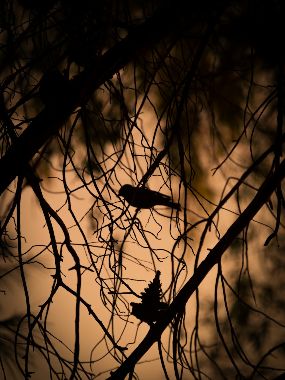 silhouette of bird on tree trunk