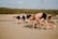 Several people are exercising on a sandy beach, performing a crawling movement using both their hands and feet. They are wearing athletic clothing, and the background shows a natural, blurred green landscape suggesting a park or beach area.