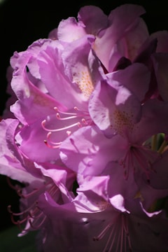 Close-up watercolor of delicate pink and purple flowers in sunlight.