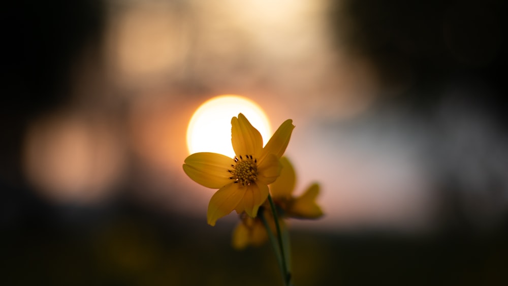 selective focus photography of yellow-petaled flower