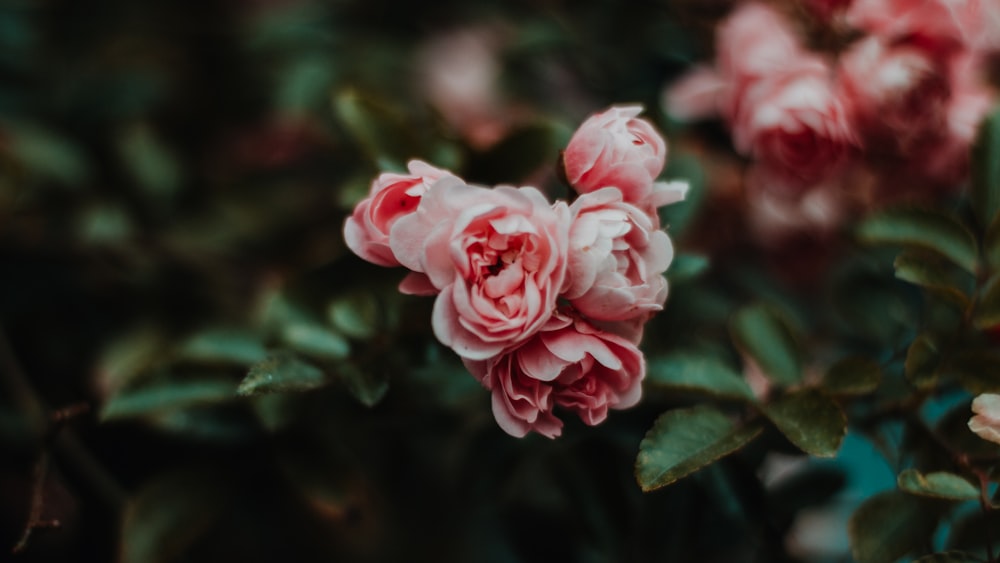 photo of red flowers