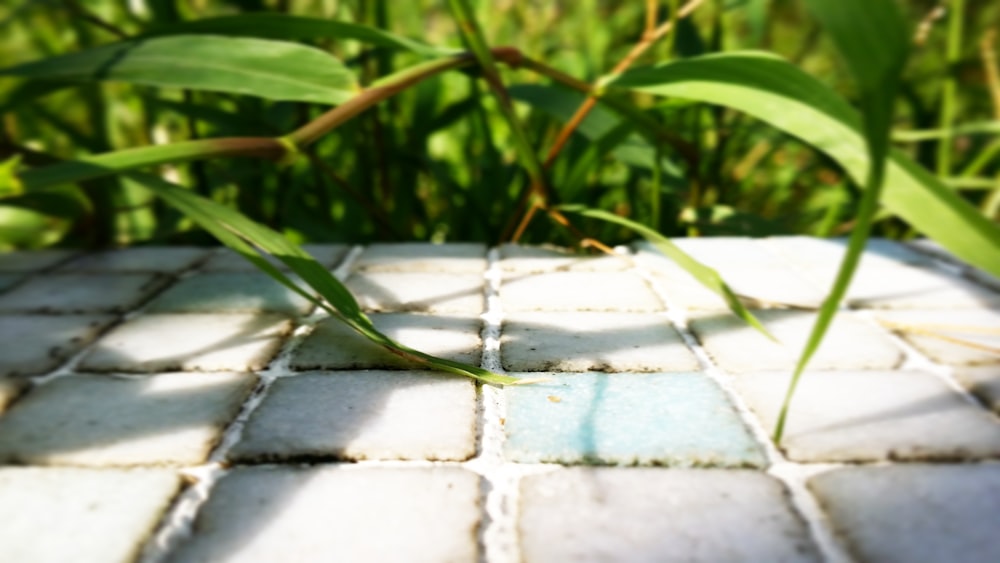 green leafed plants