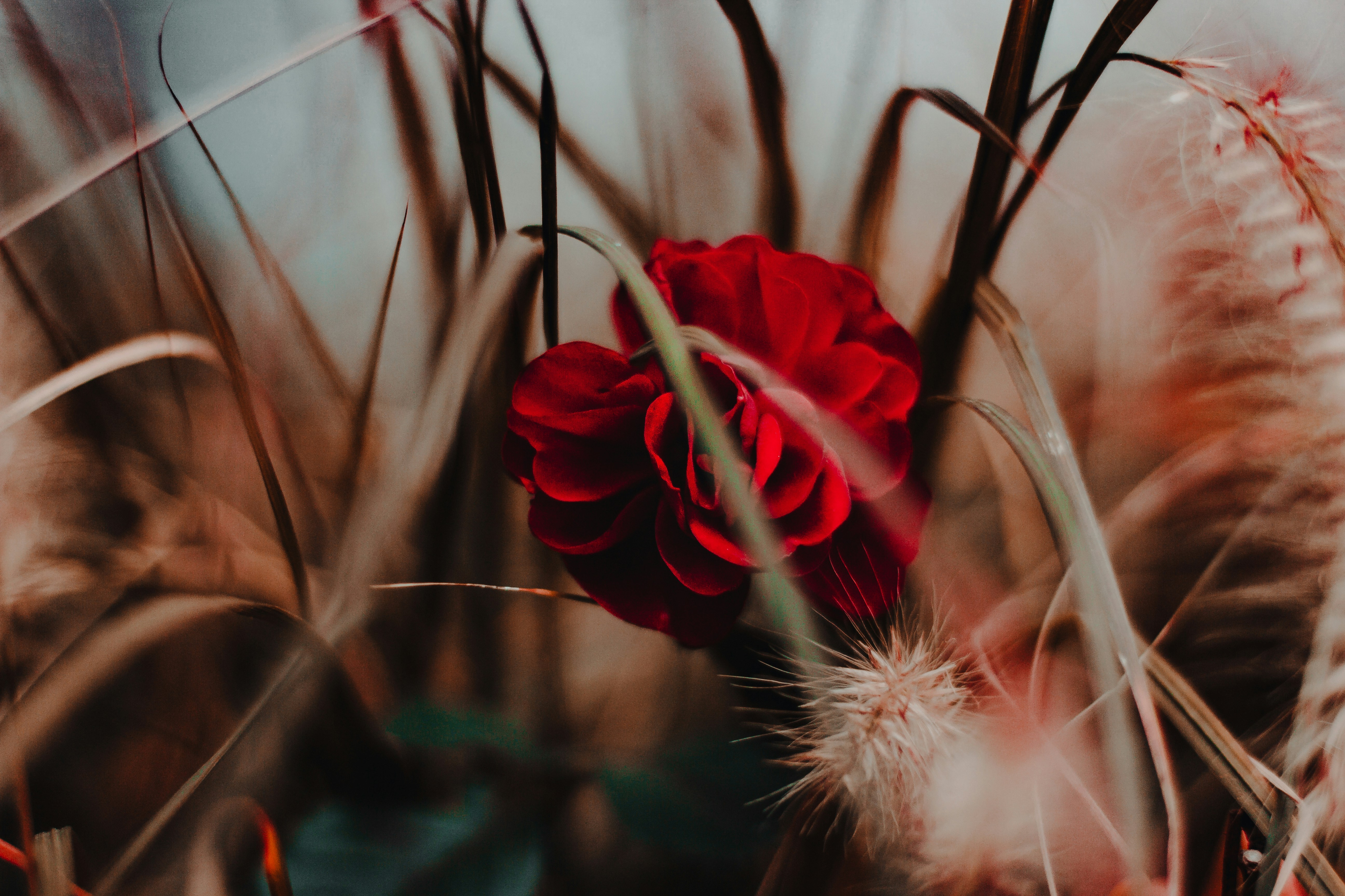 Photo by davidvondiemar