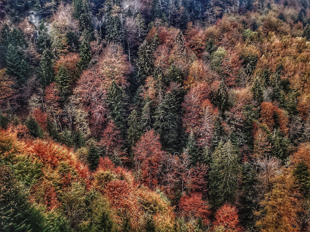 aerial view of trees