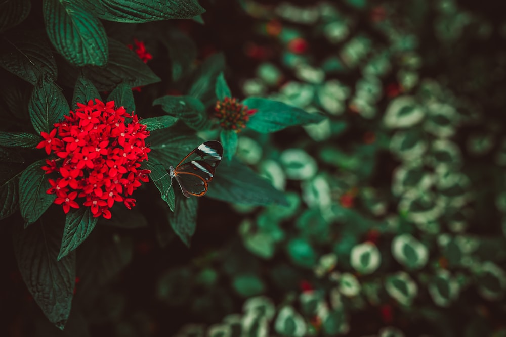 red flowers and green leaves