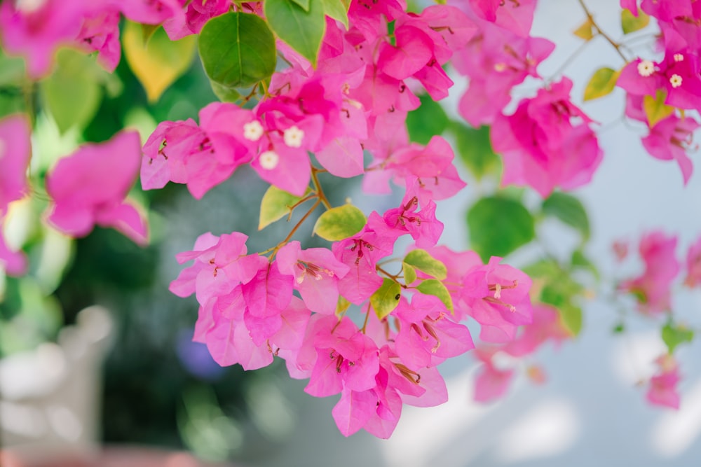 pink petaled bougainvillea