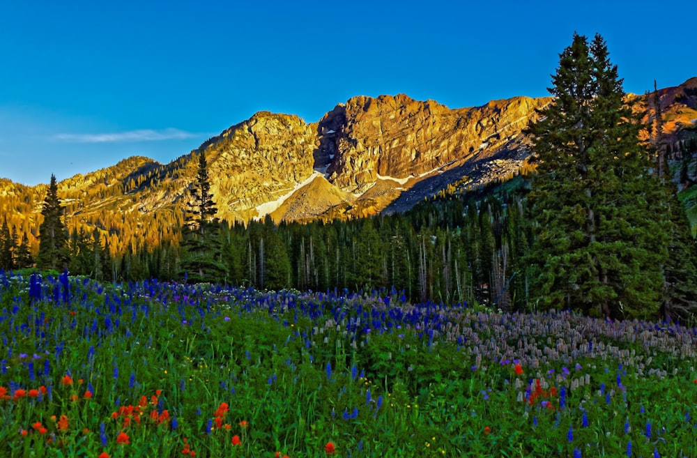 landscape photography of flower field on a mountain slope