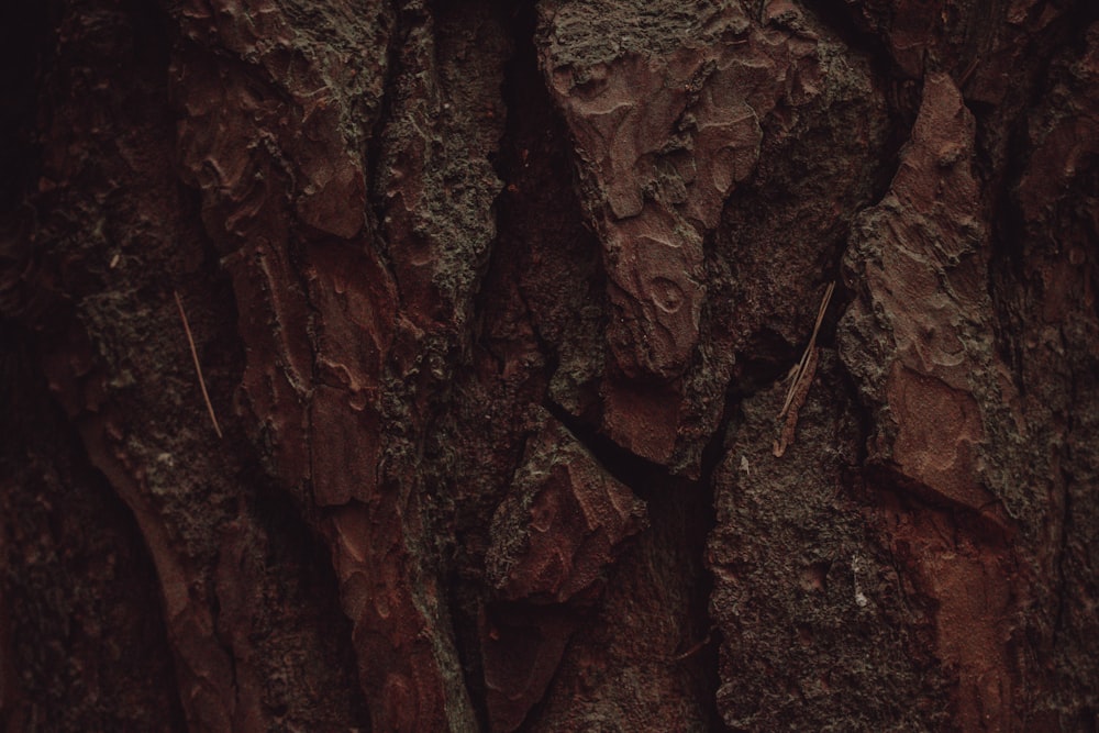 a close up of the bark of a tree