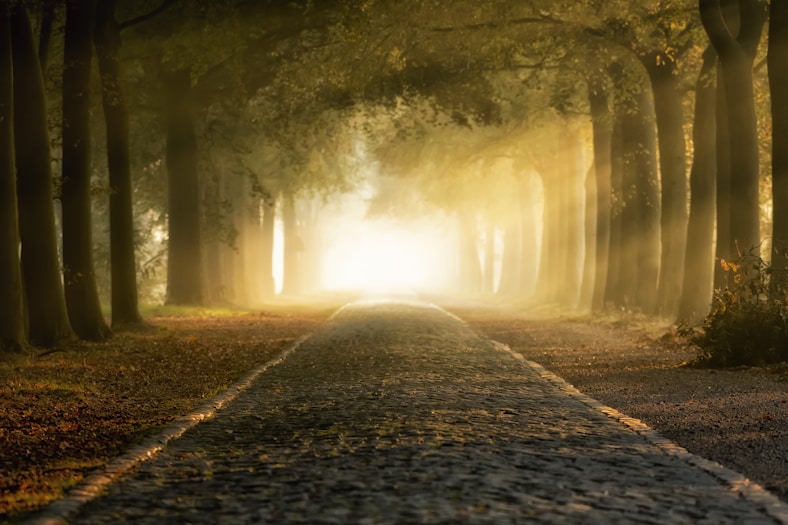 gray and brown road under green trees